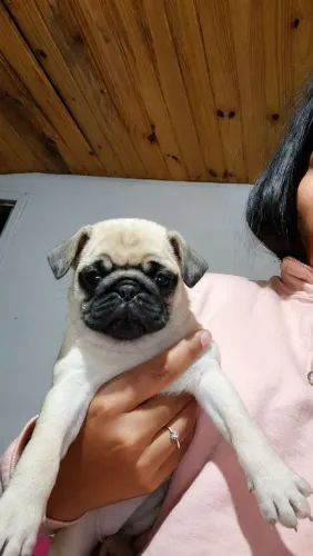 Pug fêmea