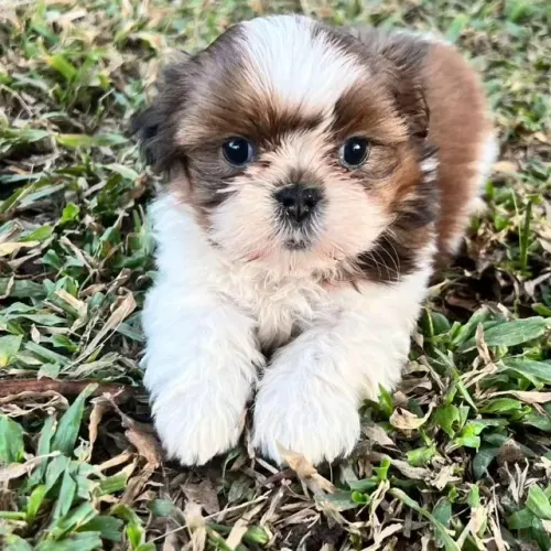 Shih-Tzu que É Só Amor
