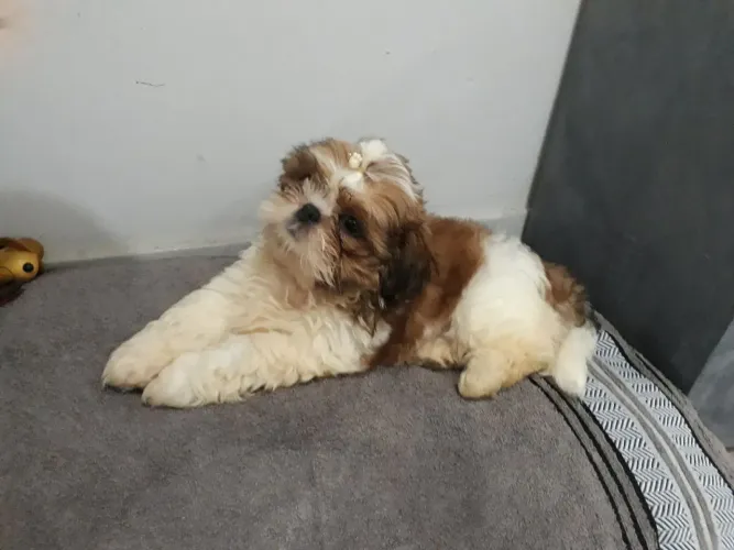 Vendo Shitzu fêmea 