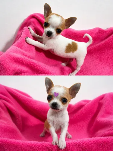 Chihuahua miniatura