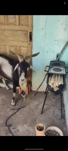 Caprino raça ALPINA AMERICANA 