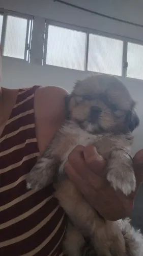 Vendo ,filhotes de shitzu são fêmeas 800 reias ,46 dias de vida já comem ração só tem duas