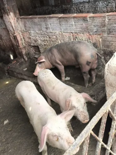 3 porcos 