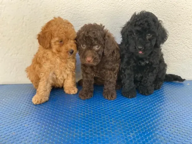 POODLE X MALTES Leve qualidade pagando um preço justo. Zap 9.975I.649I