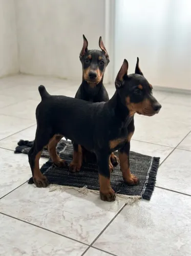 Filhote de dobermann Macho Preto