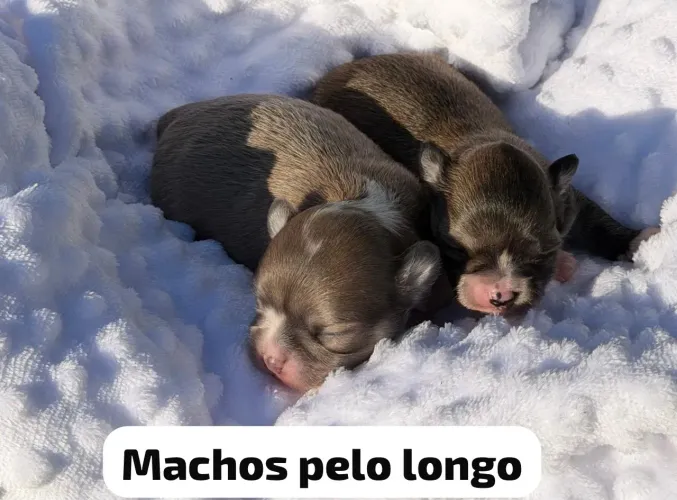 Filhote de chihuahua