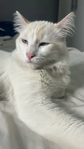 Adoção Responsável - Gato Filhote Castrado