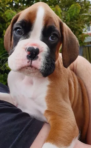 Filhotes De Boxer - Seu Novo Melhor Amigo Peludo 