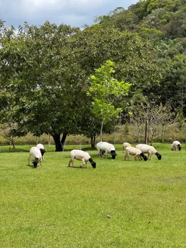 Ovelha Dorper