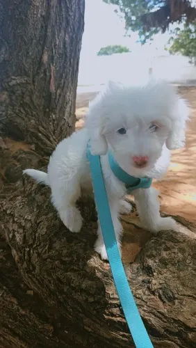 Venda de filhote poodle 2