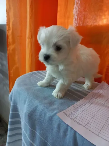 Cachorro filhote de maltês