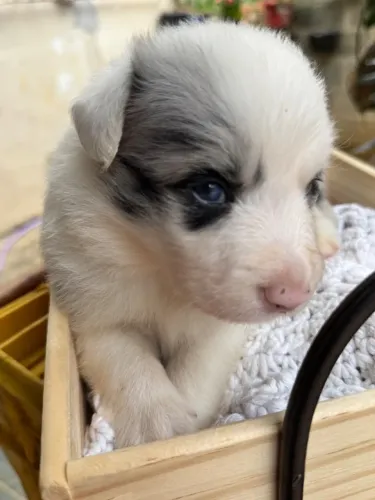 Filhotes Border Collie Pedigree Blue Merle e Preto e Branco Disponíveis