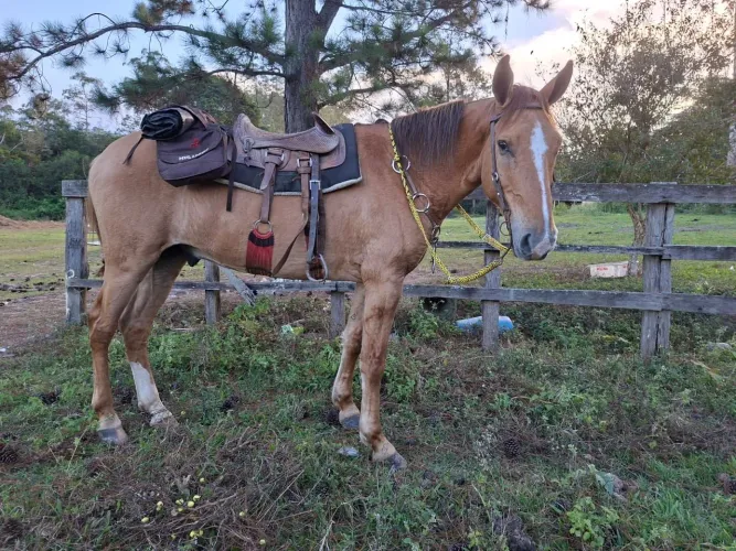 Cavalo Campolina 