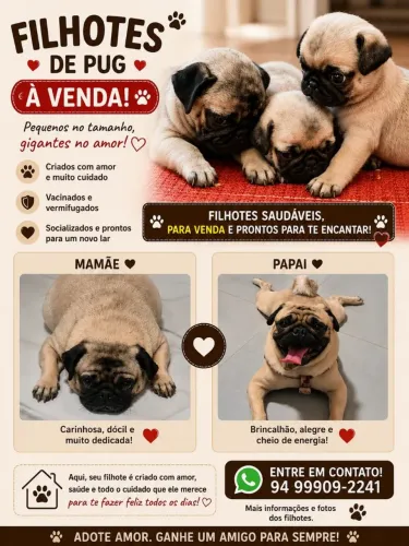 Filhotes de cachorro pug macho disponíveis p venda.