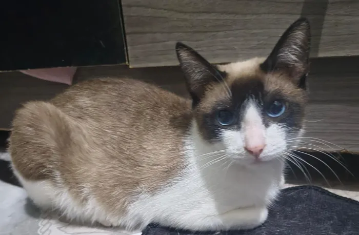 Gatinha para adoção responsável 