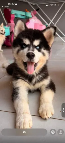 Husky siberiano wolly