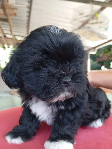 VENDO 2 FILHOTES DE LHASA APSO!