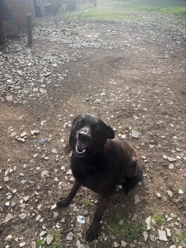 Cachorra fêmea porte grande 