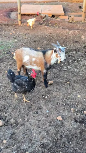 Mini cabrito / mini Cabra/ 