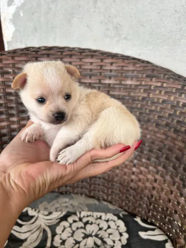 Lulu da Pomerania e pinscher miniatura