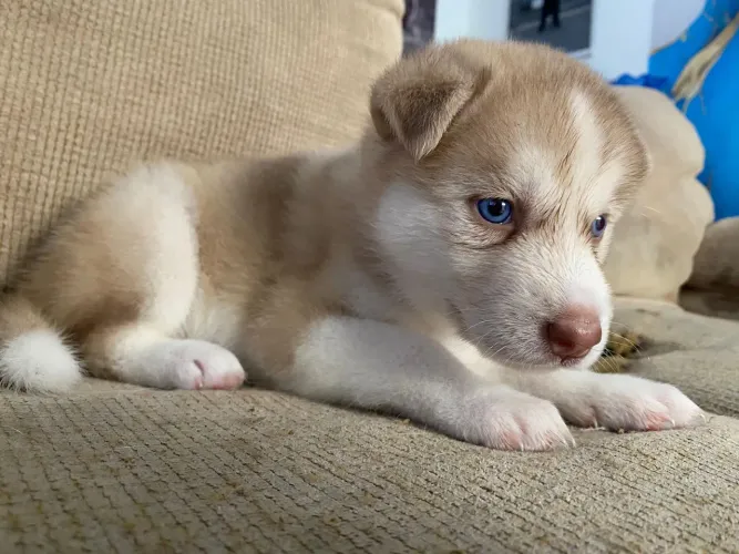 ? Lindos Filhotes Machos de Husky Siberiano Puro em Salvador/BA!