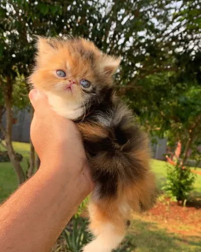 Filhote Persa TRICOLOR