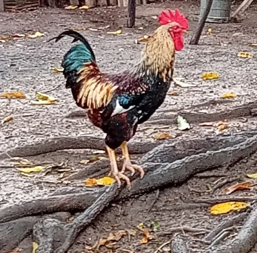 Galo Brahma