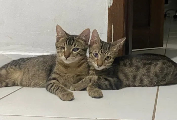Doação de gatinhos machos Bruno e Marrone