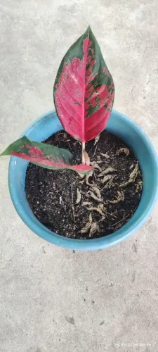 Aglaonema plantas internas