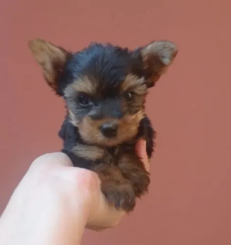 Yorkshire Terrier,Yorkshire Terrier Filhote Pronto Para Novo Lar