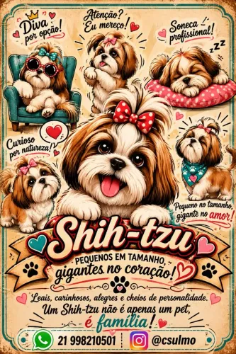 Shih-tzu Machos e Femeas - Pronta entrega