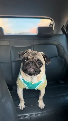 Pug a venda