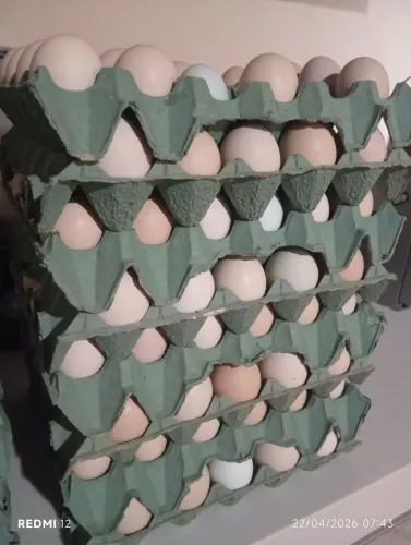 Ovos caipiras para revenda.