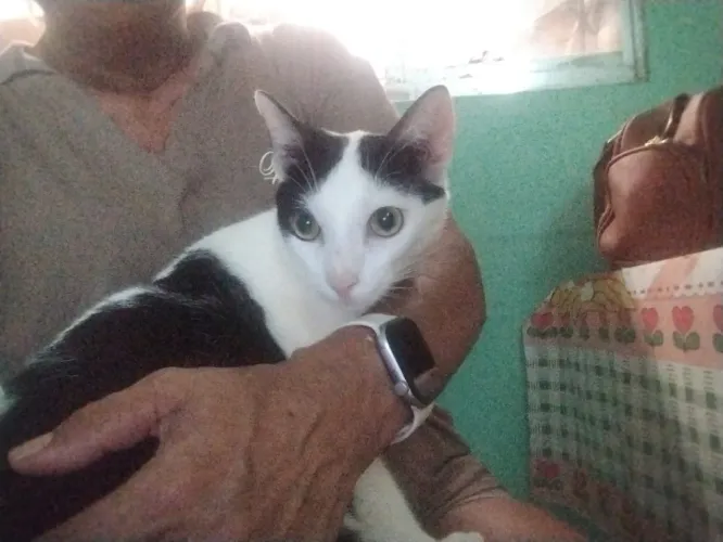 Gato castrado dócil bb