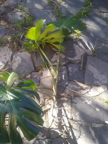 Planta costela de Adão