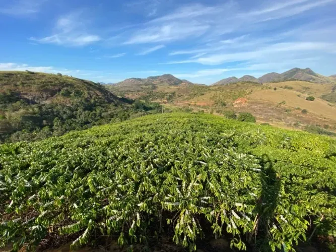 Terreno em Colatina (Córrego Barbados) 4,2 Ha