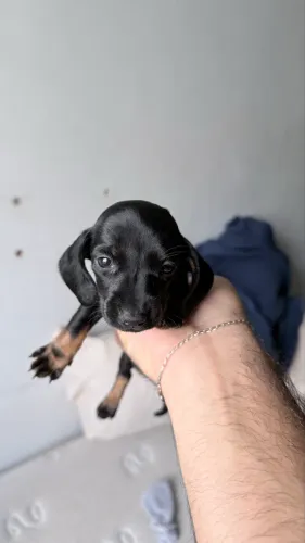 Filhote Dachshund (Salsicha) Puro