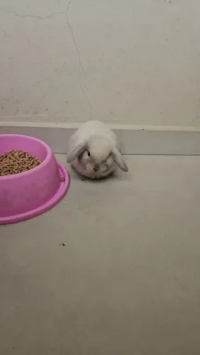 Coelho pet 