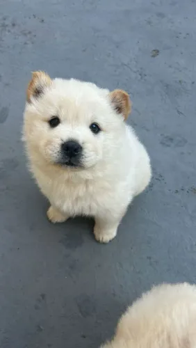 Filhote Chow-chow, Diga sim para um amor que dura para sempre!