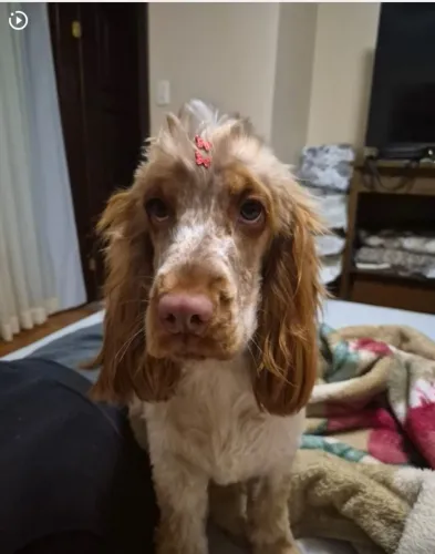 Cocker SPANIEL INGLÊS