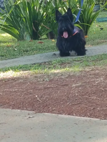 SCOTTISH TERRIER MACHO
