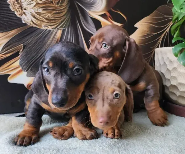 Teckel/Basset Black e Chocolate com Pedigree!! 