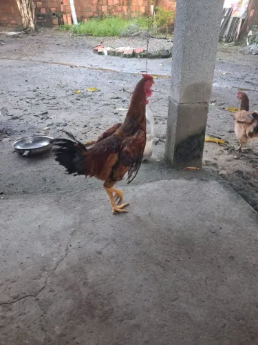 Vendo ovos caipiras e da raça label rouge a 1 real a unidade, vendo frango caipira.
