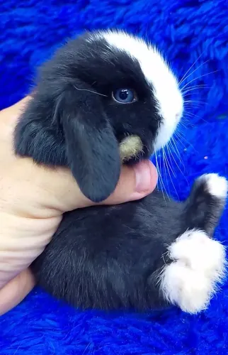 Mini coelho