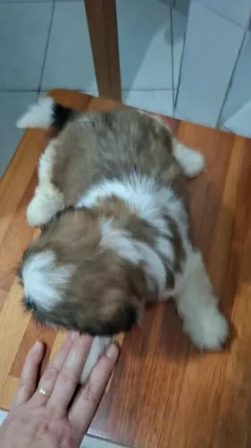 Cachorro 