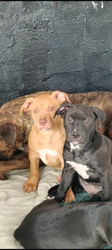 PIT BULL AMSTAFF DOAÇÃO