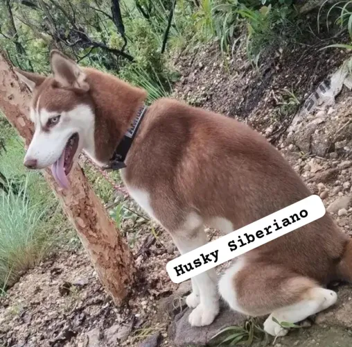 HUSK SIBERIANO *PURO*