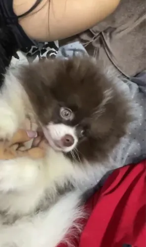 Filhote de Spitz alemão Merle olhos verdes Lulu da pomerania com um ano todas vacinas