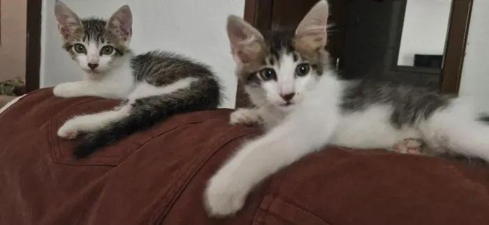 GATINHO PARA ADOÇÃO,  2 meses