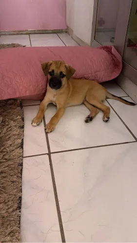 Doação cachorrinha